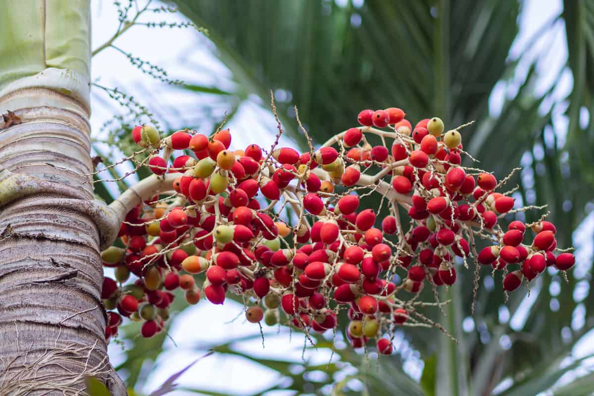 Beautiful red bearings of a foxtail palm