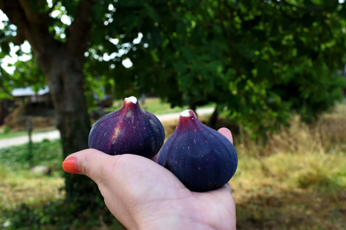 Fresh picked ripe black mission figs