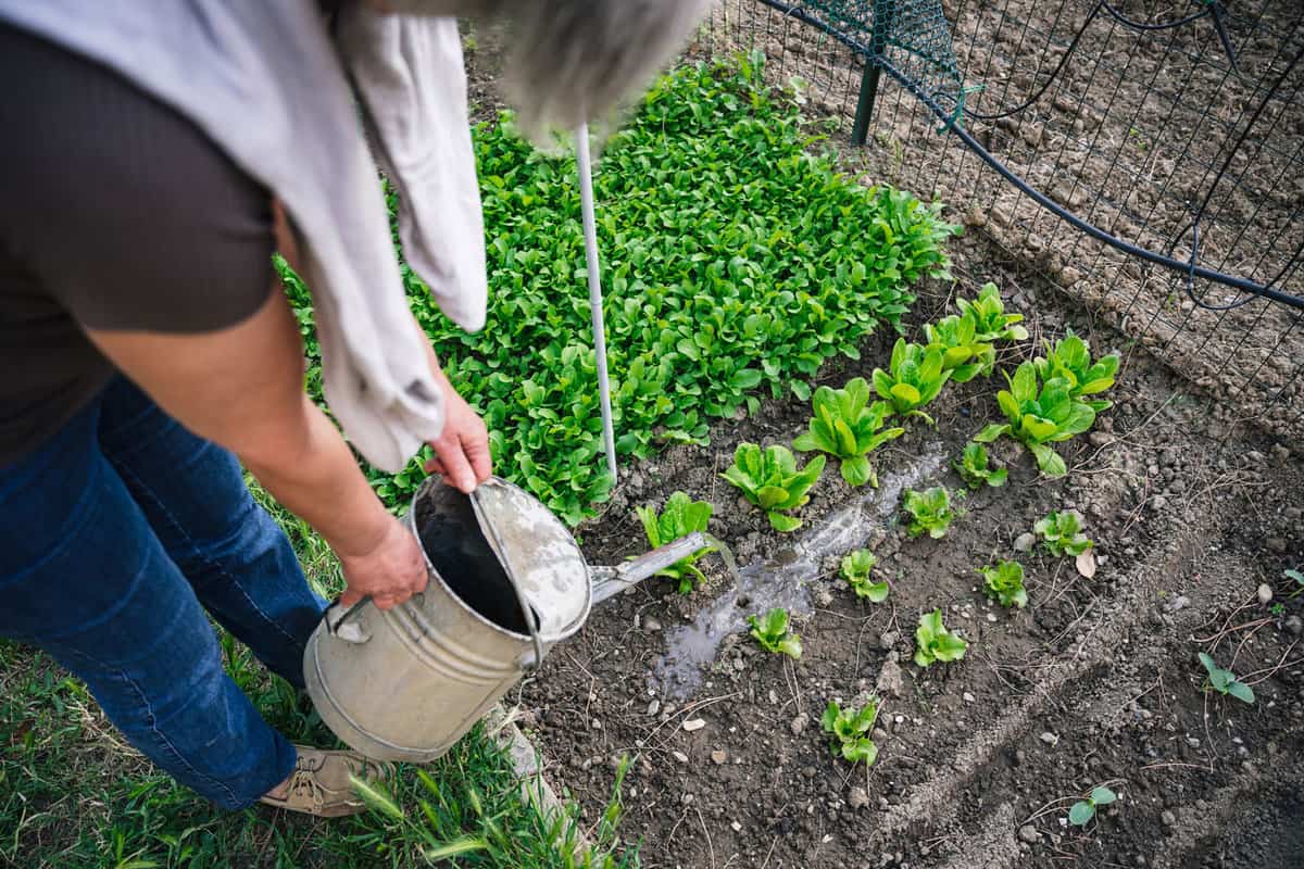 Friendly adult woman watered with a watering small plants of lettuce - Senior working the land in its social urban garden in anticipation of the harvest