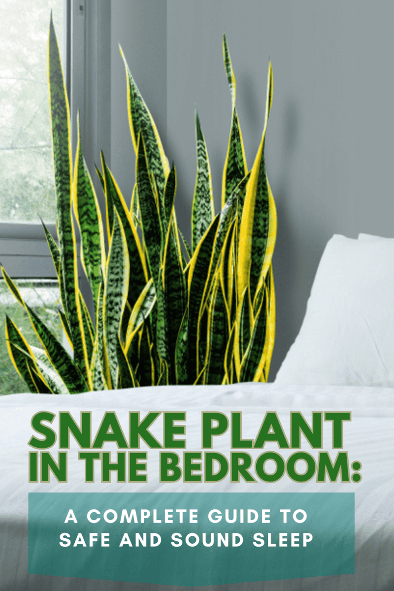 Snake Plant In The Bedroom: A Complete Guide To Safe And Sound Sleep