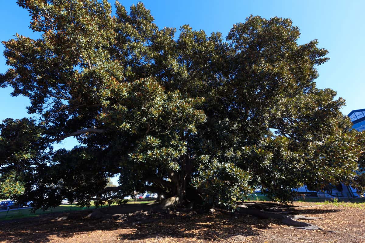 Giant Magnolia Tree in Balboa Park in San Diego. Ficus macrophylla