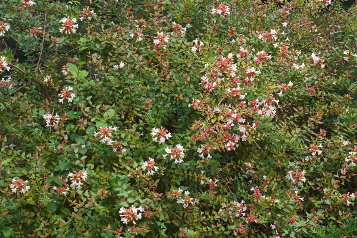 Glossy Abelia (Linnaea x grandiflora)