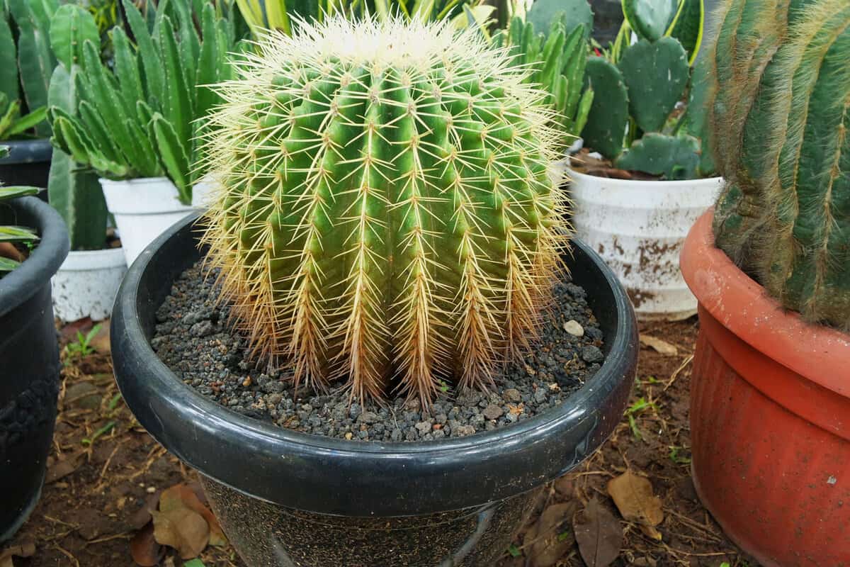 Golden Barrel Cactus planted in a black plastic pot