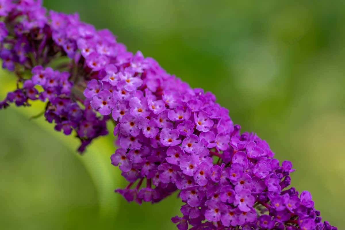 Gorgeous butterfly bush blooming at the garden
