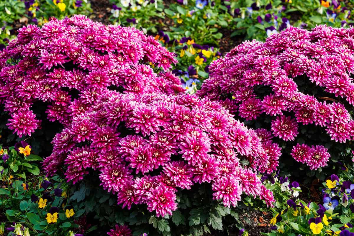Gorgeous garden mums in the garden, 12 Most Vibrant Fall Color Plants for Zone 7
