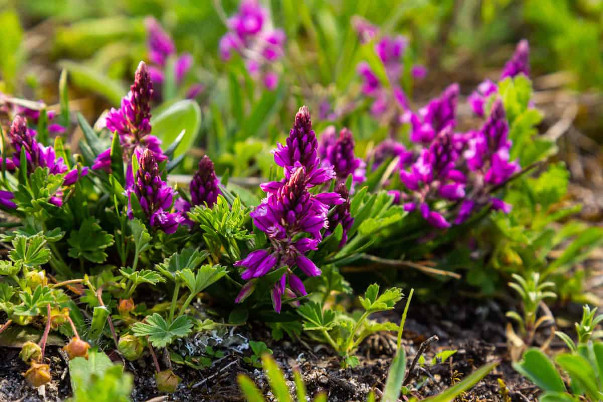 Gorgeous purple petals of a Polygala vulgaris
