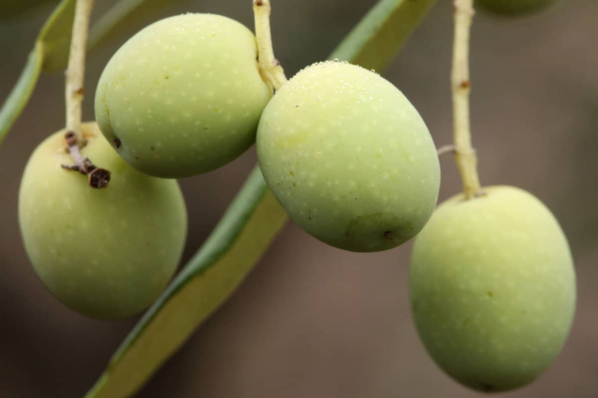 Green Arbequina Olives