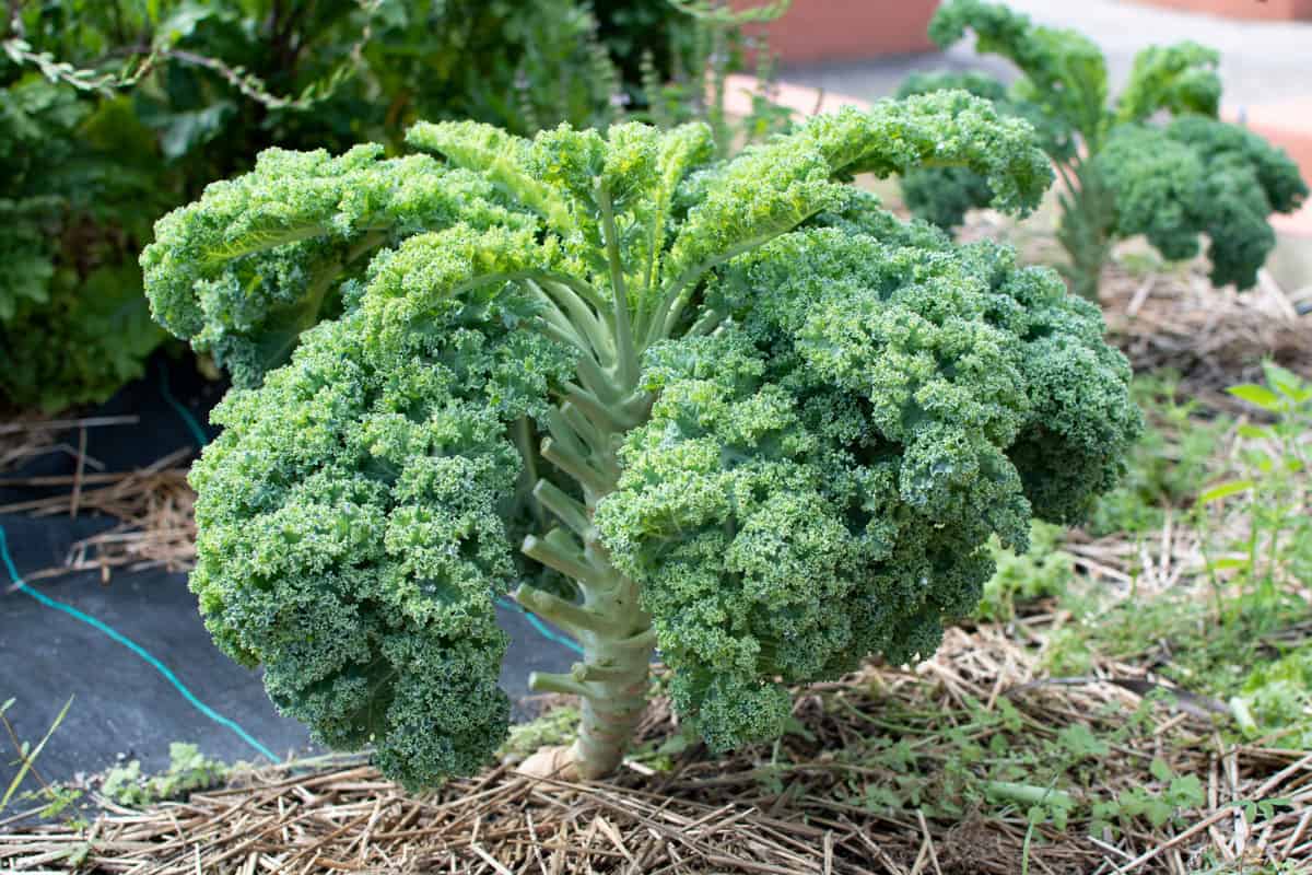 Growing kale in the garden