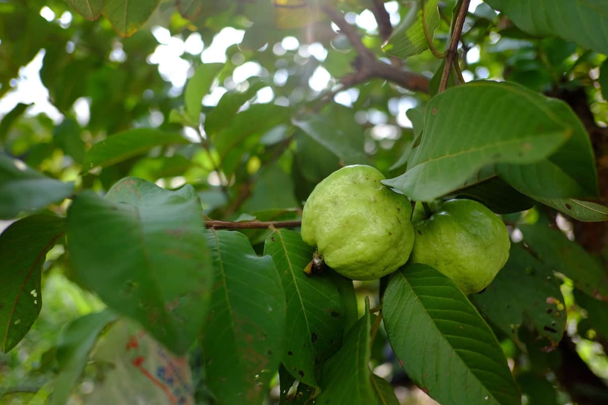 Guava leaves, Guava