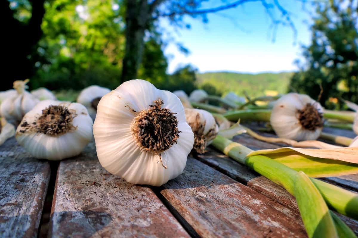 Hardneck garlic on the table