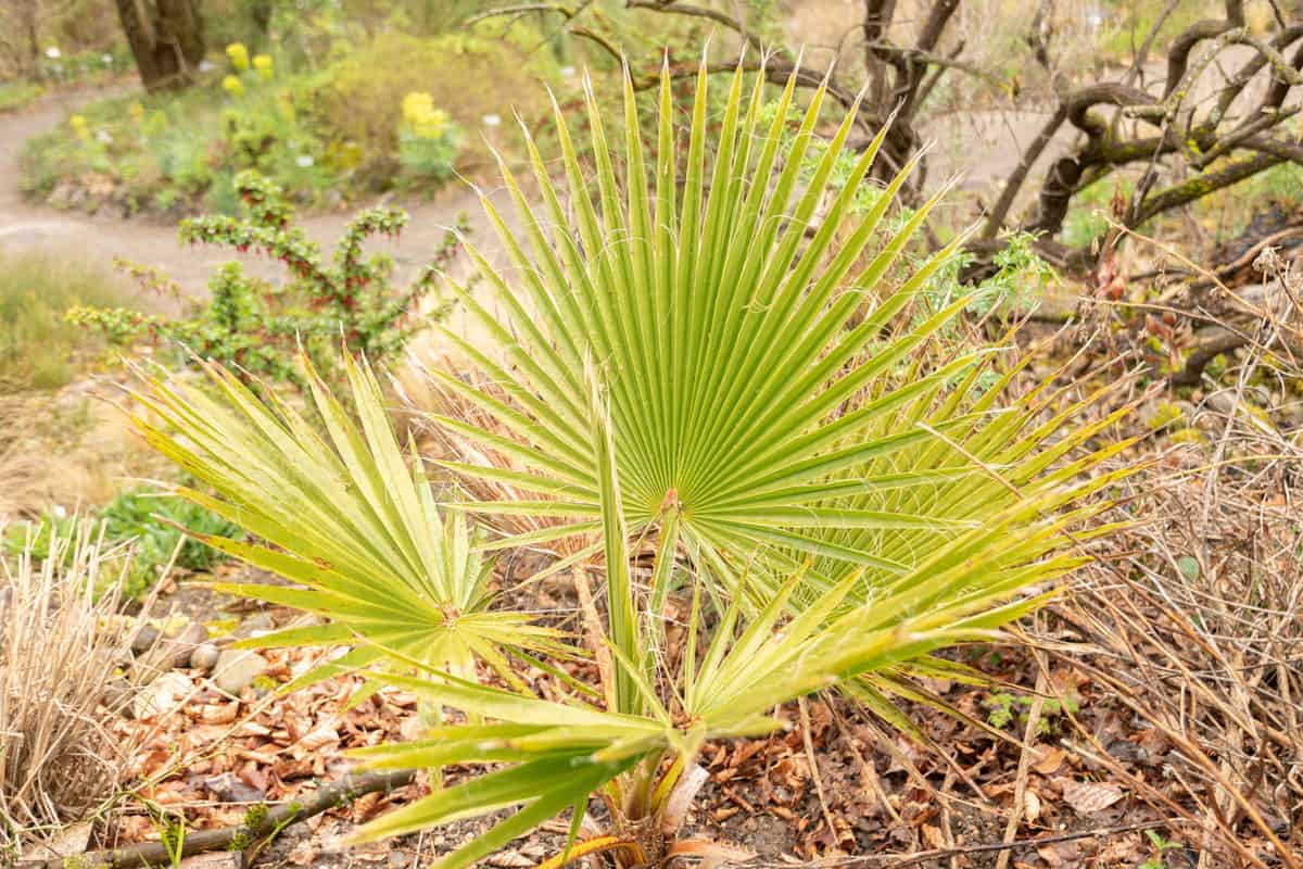 A small green hardy palm photographed in the garden