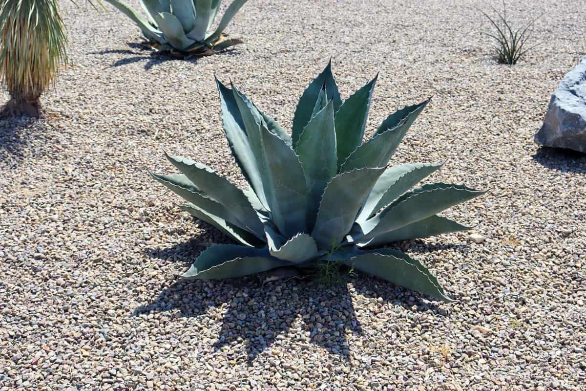 Huge agave plant planted in  the garden