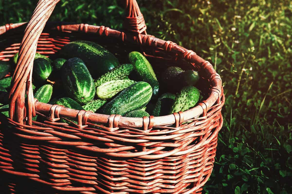 Harvested cucumbers in a wicker basket on green grass