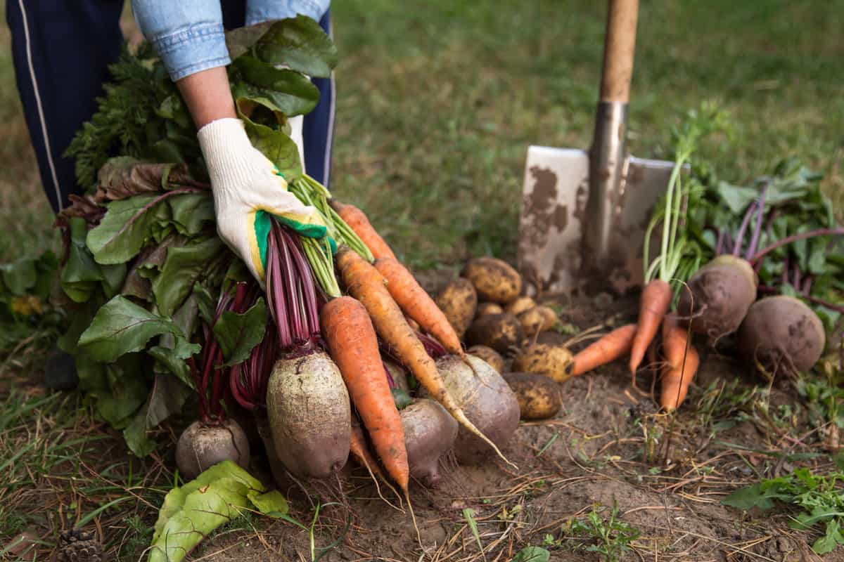 Harvesting fresh vegetables