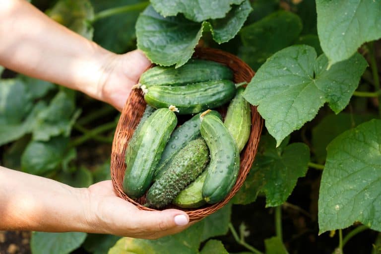 Harvesting cucumbers. Crop of cucumbers in a brown wicker basket. Growing organic food.