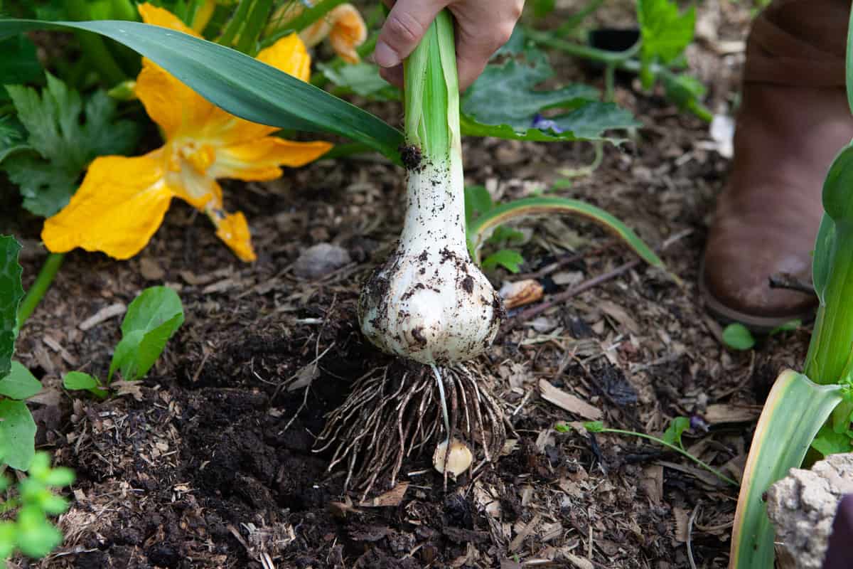 Harvesting garlic in the garden
