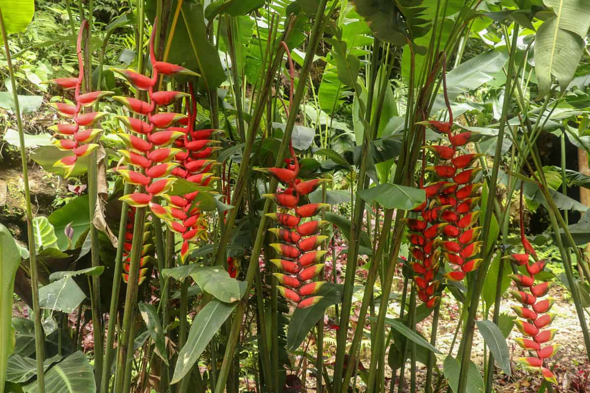 Heliconia plants hanging at the garden