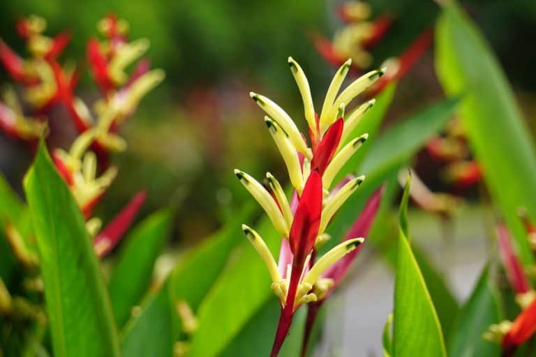 Beautiful yellow and red tendrils of a Heliconia, The 17 Best Plants to Grow in Zone 12b (55 to 60 °F/12.8 to 15.6 °C)