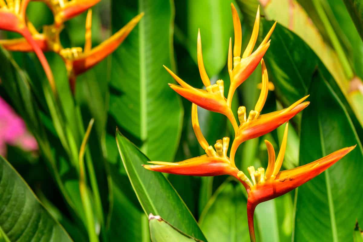 Heliconia with bright yellow tendrils