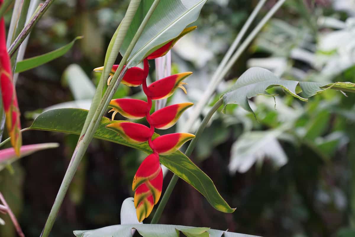 Red and yellow Heliconia 