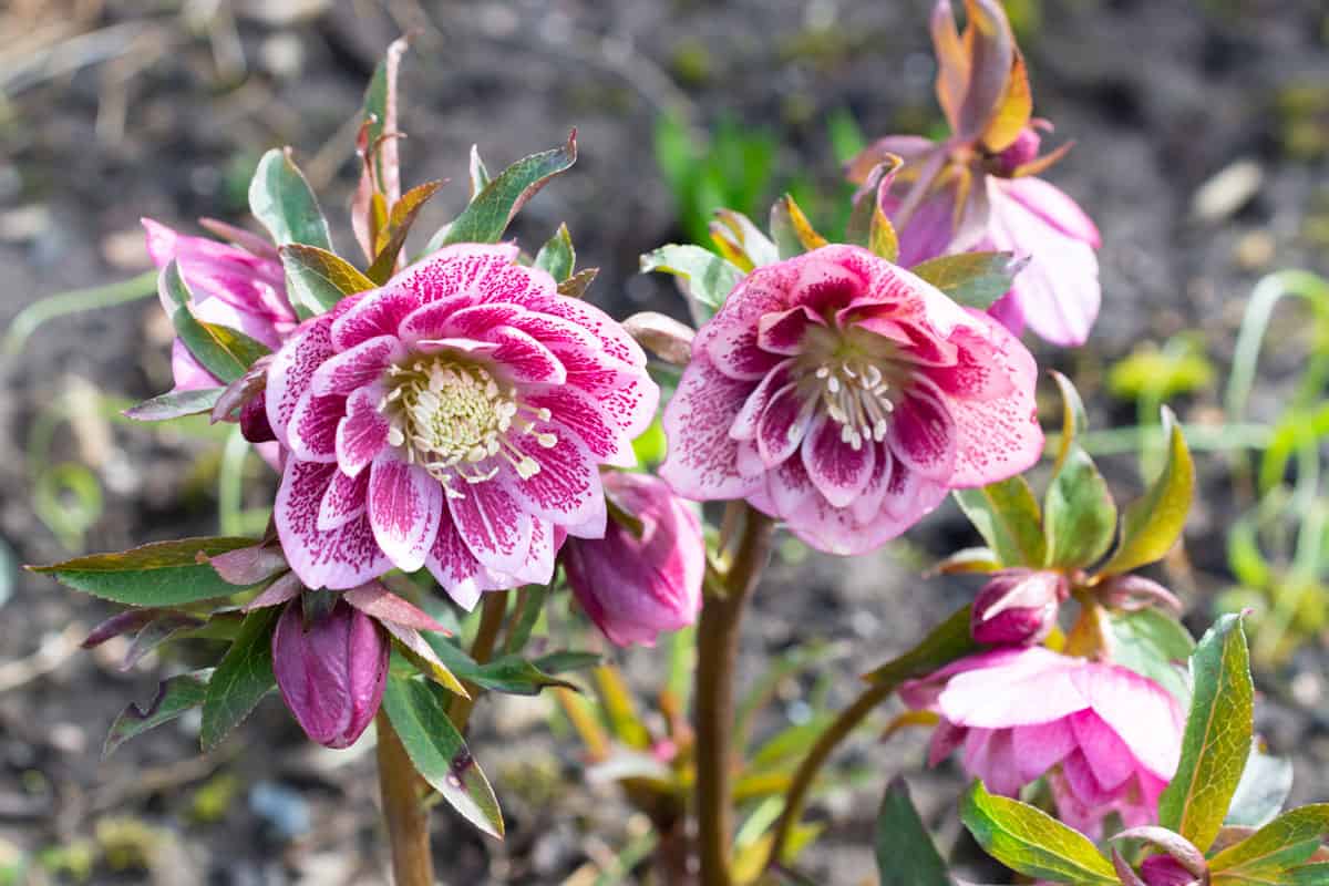 Gorgeous hellebore flower photographed at the garden