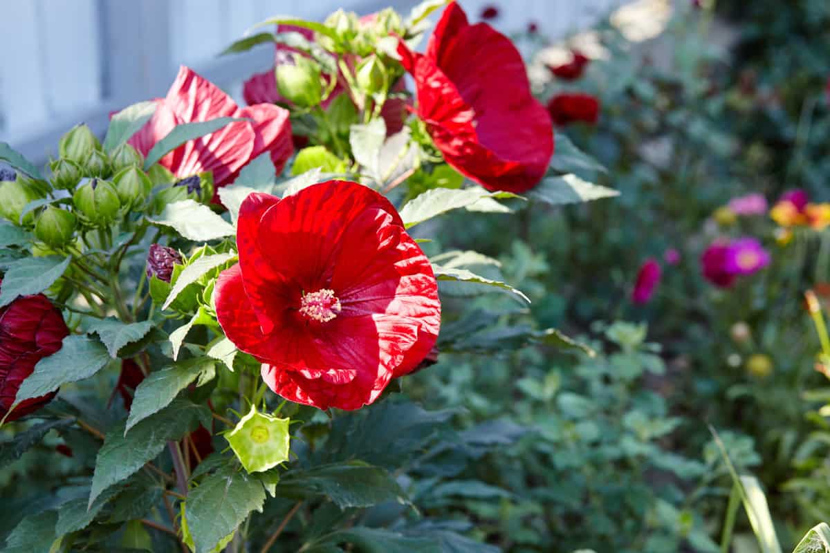Hibiscus with bright red petals blooming the garden