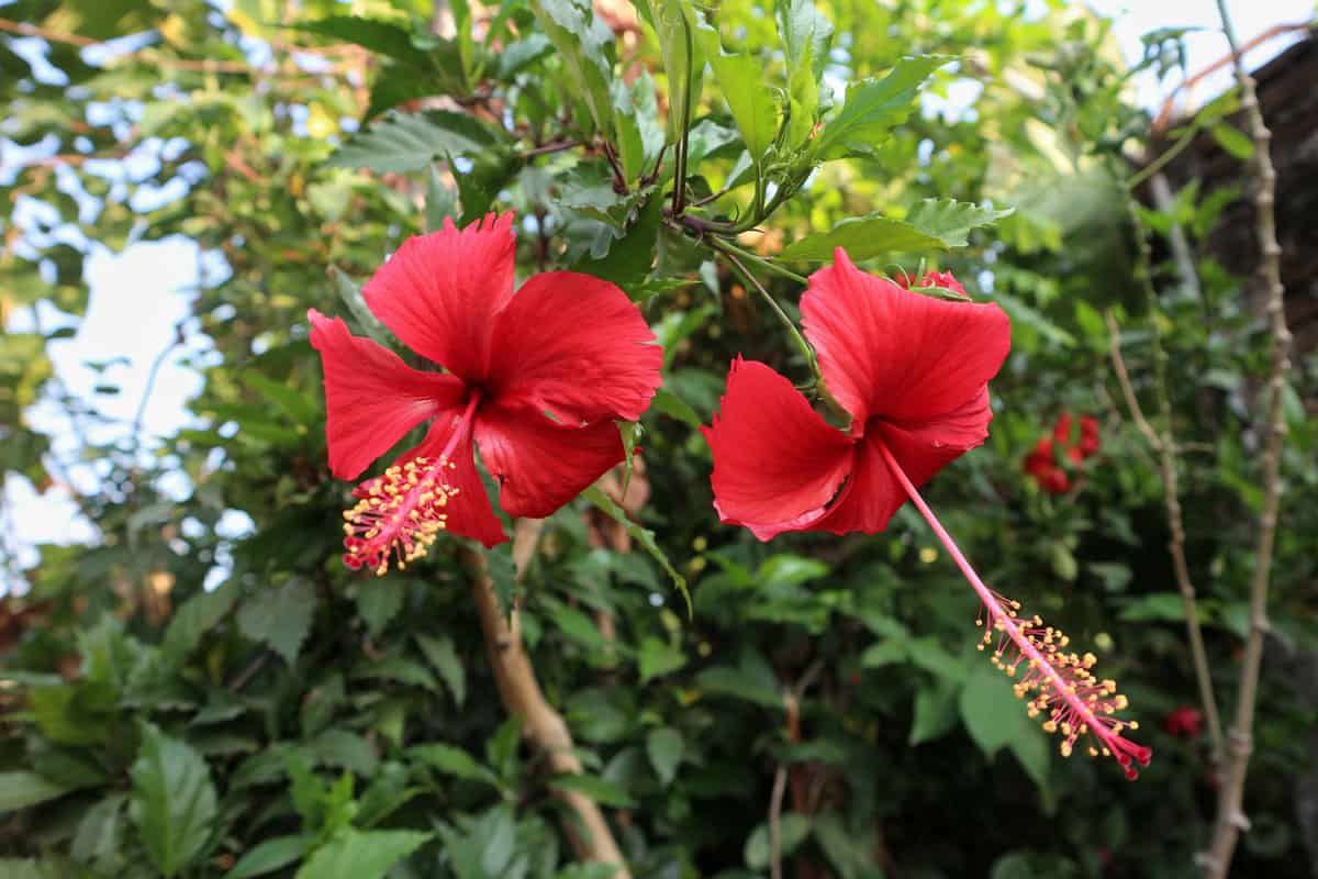 Hibiscus with red blooming petals