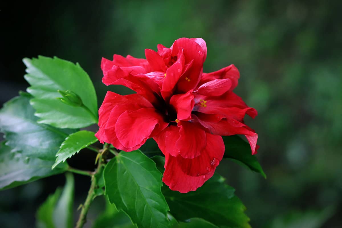 Red petals of a Hibiscus flower