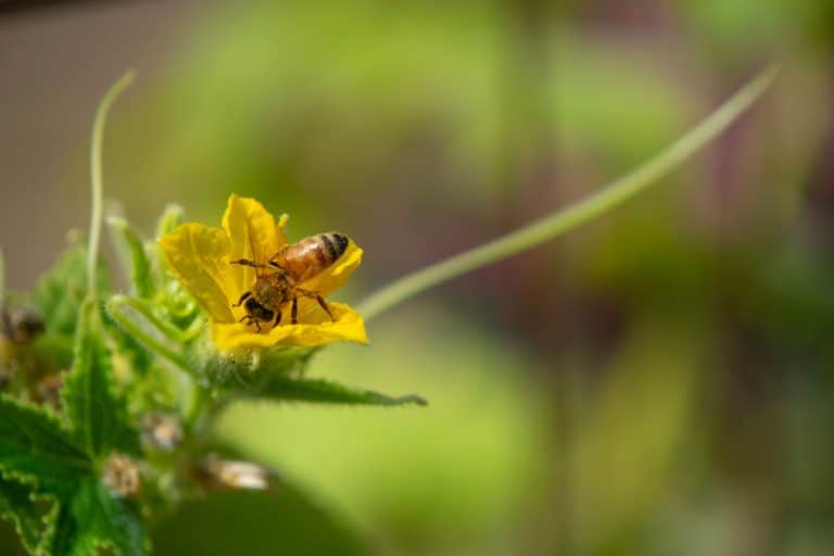 Honey bee visiting a cucumber blossom