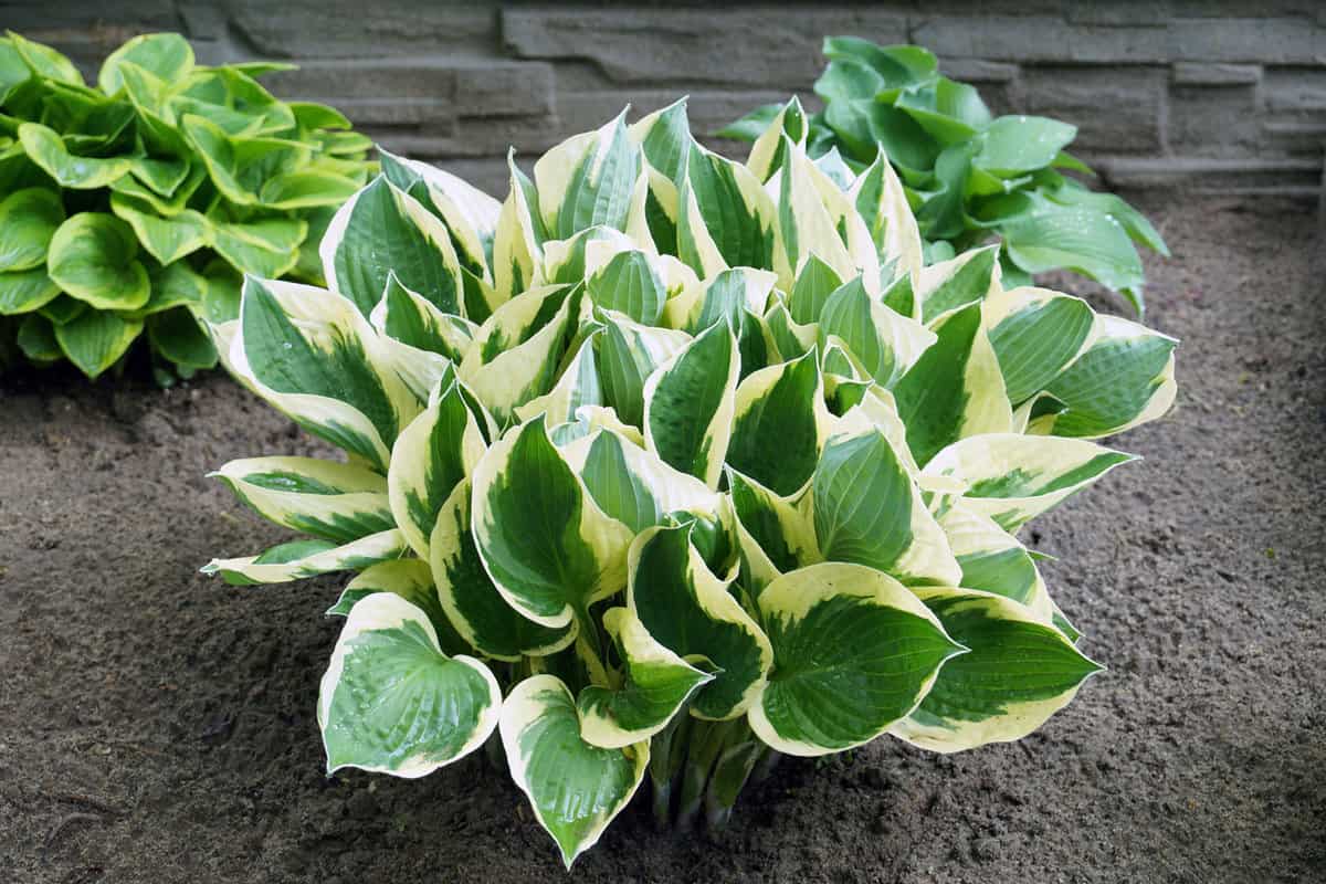 Blooming Hostas planted at the garden