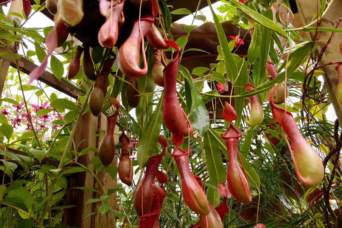 Huge tropical pitcher plants hanging on a garden trellis