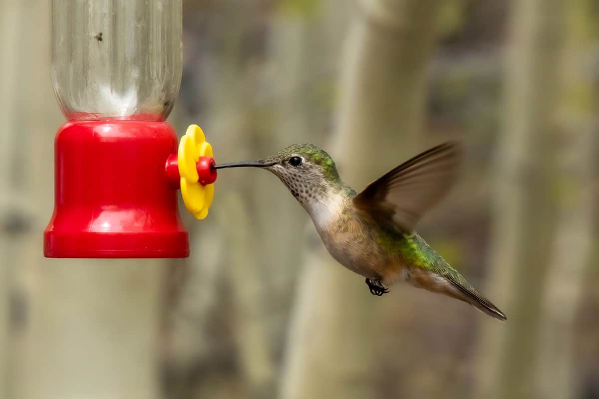 Hummingbird drinking water at a bird water feeder