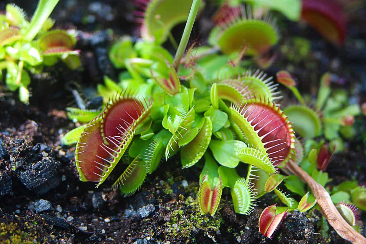 Hungry Venus flytrap plants