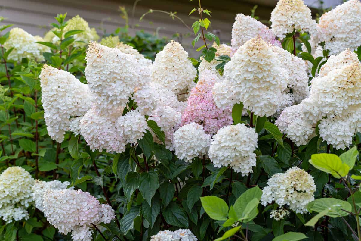 White and pink hydrangea blooms