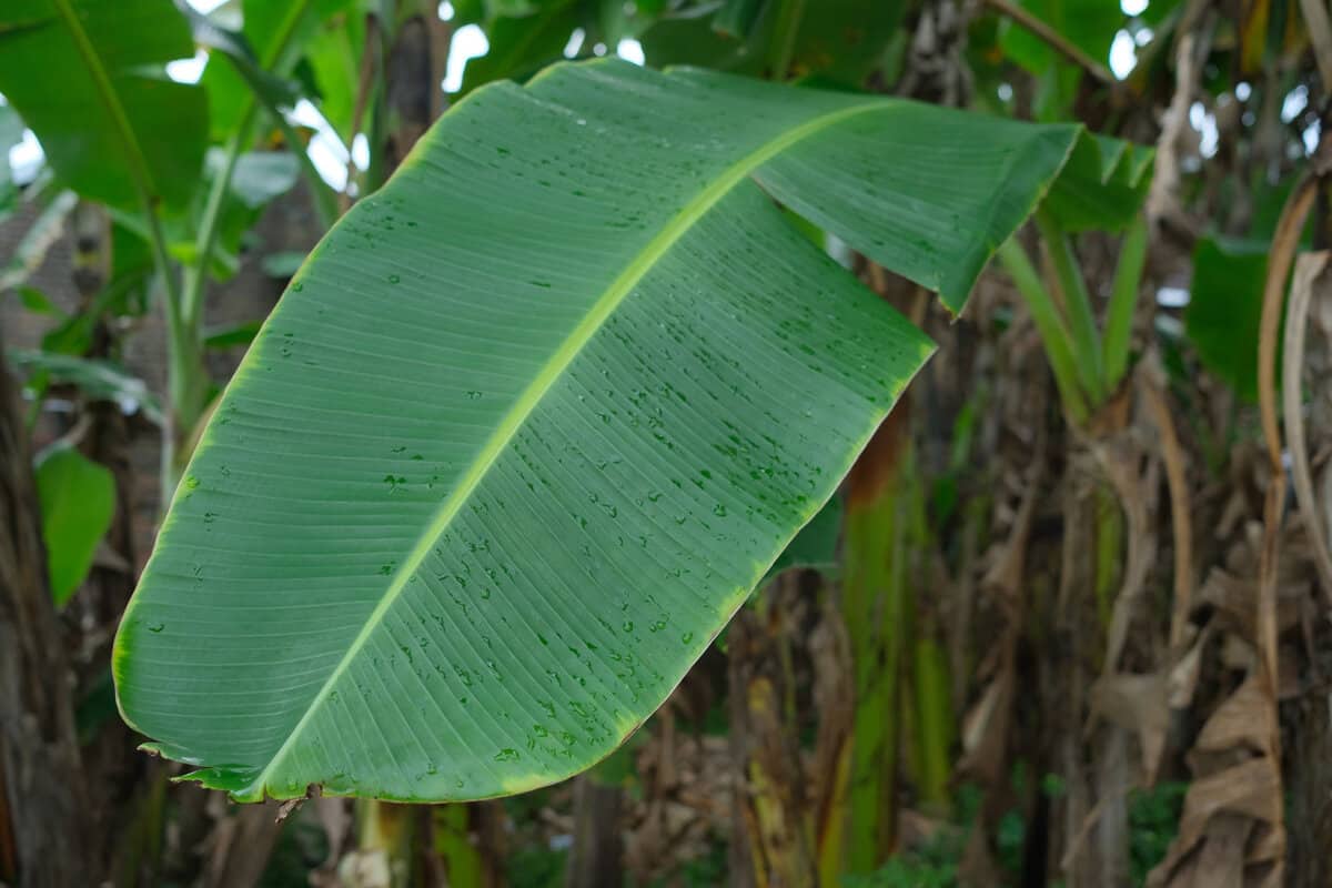 Japanese banana leaf