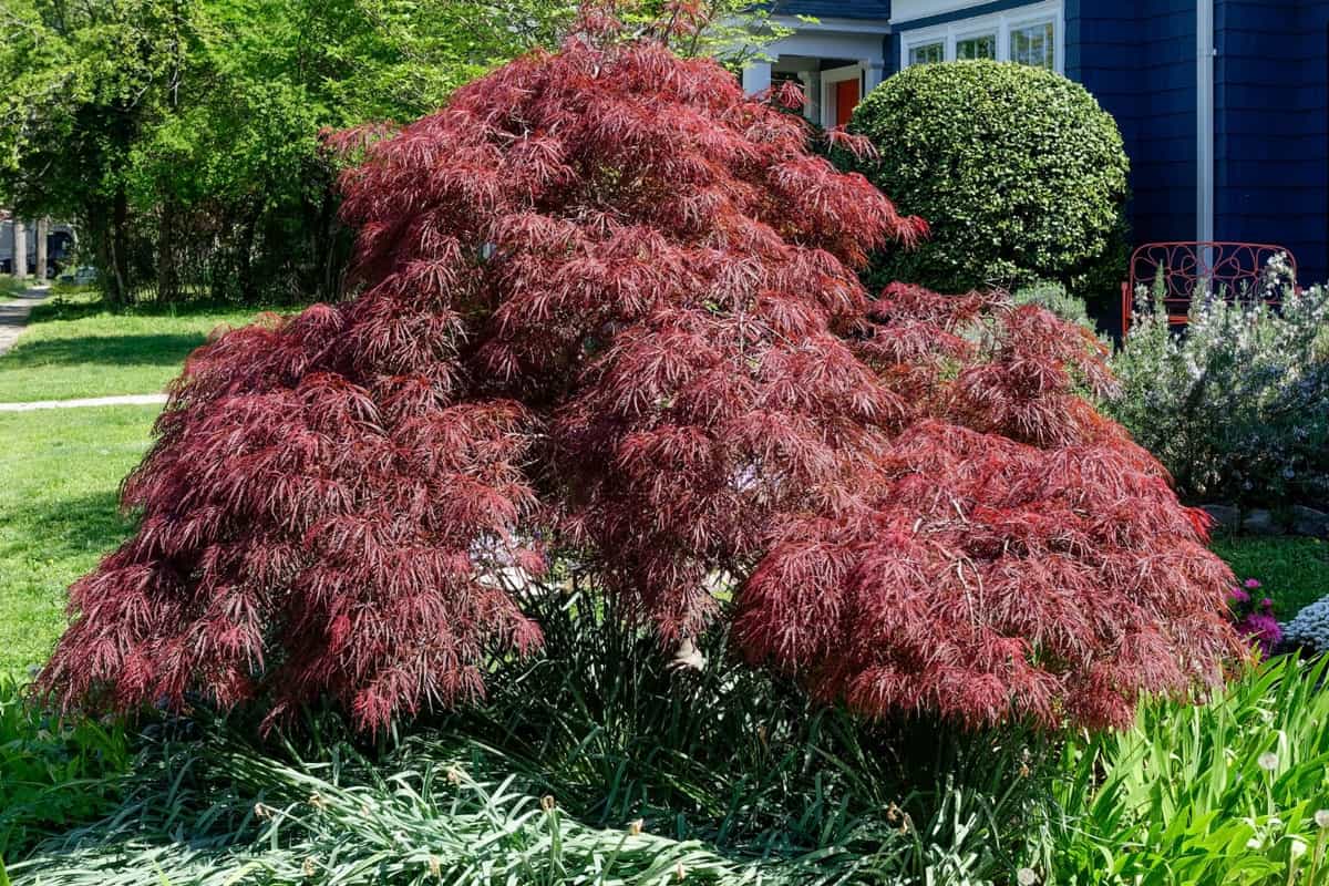 Japanese maple tree planted on the back of the garden