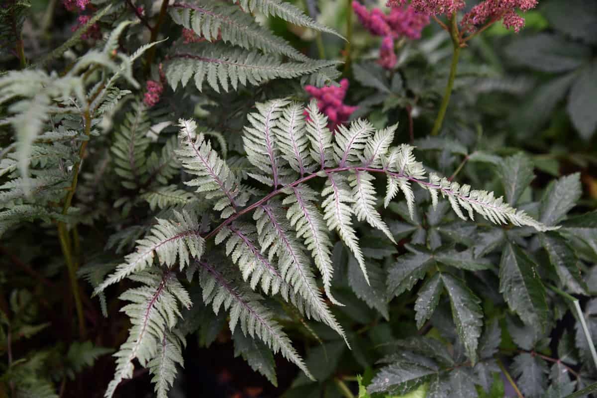 Japanese painted fern at the garden