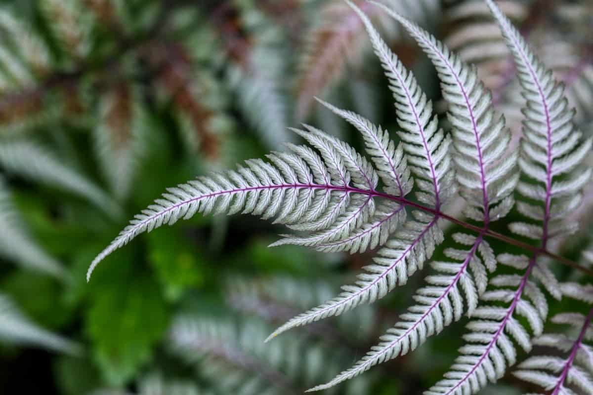 Japanese Painted fern up close detail