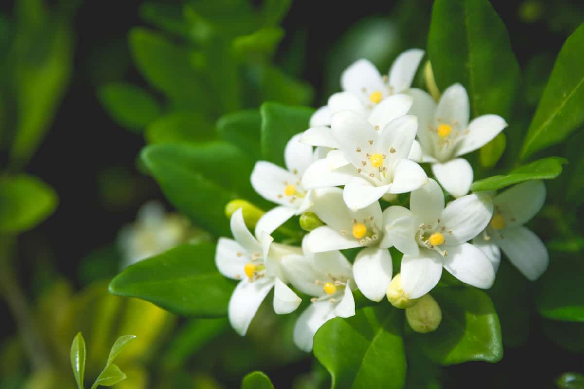 White shining petals of a Jasmine plant