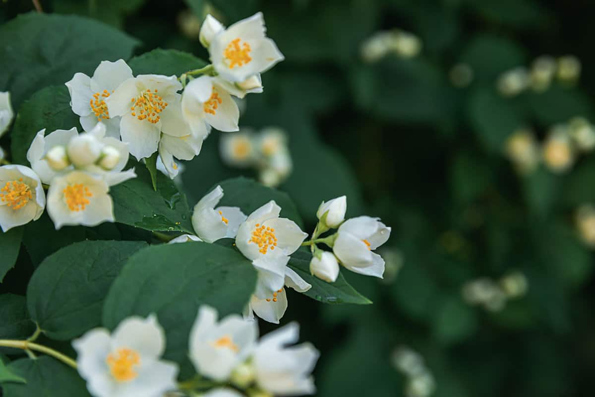 Jasmine flower with gorgeous white petals