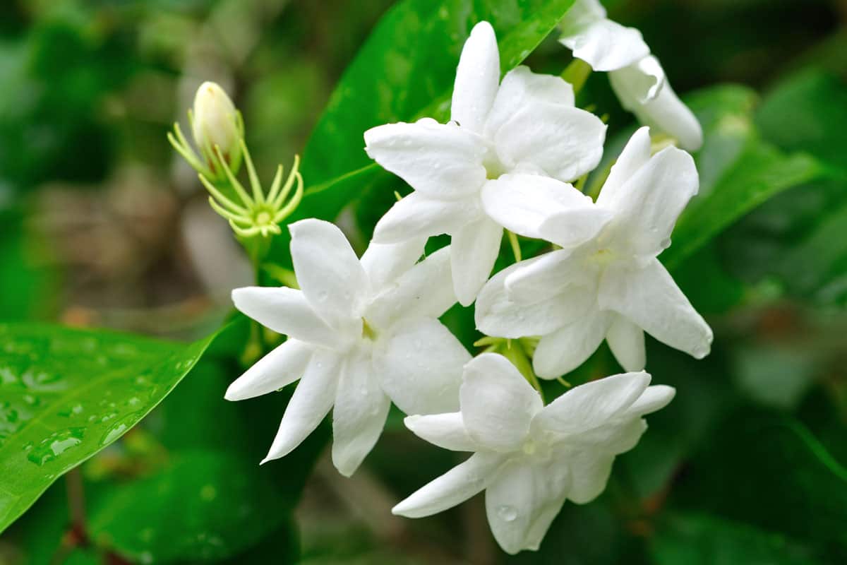 Jasmine with white blooming petals