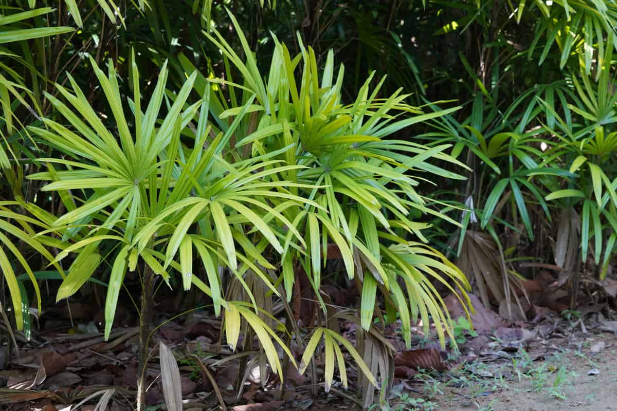 Juvenile Lady palm plant in the garden