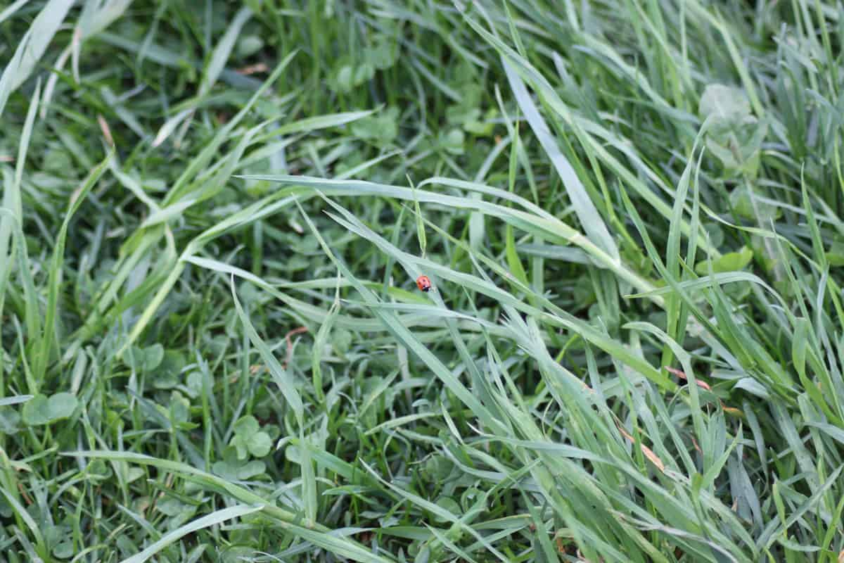 Ladybug in the garden