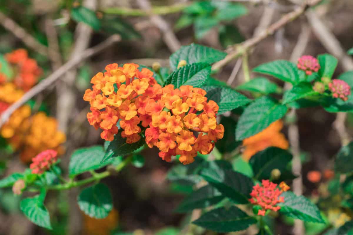 Lantana plant with bright small red leaves blooming at the garden