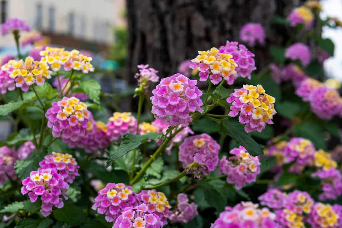 Blooming pink and yellow Lantana flowers planted near a tree