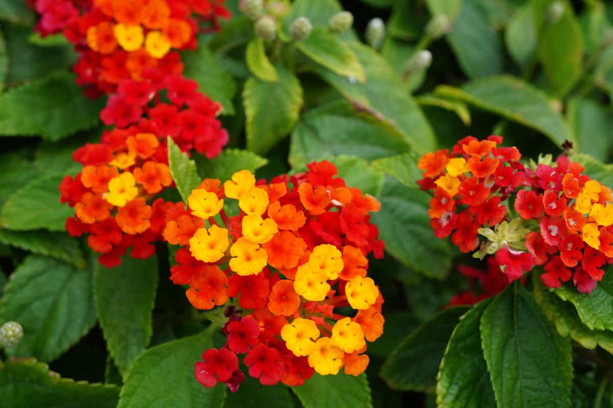 Bright red and yellow petals of a Lantana flower