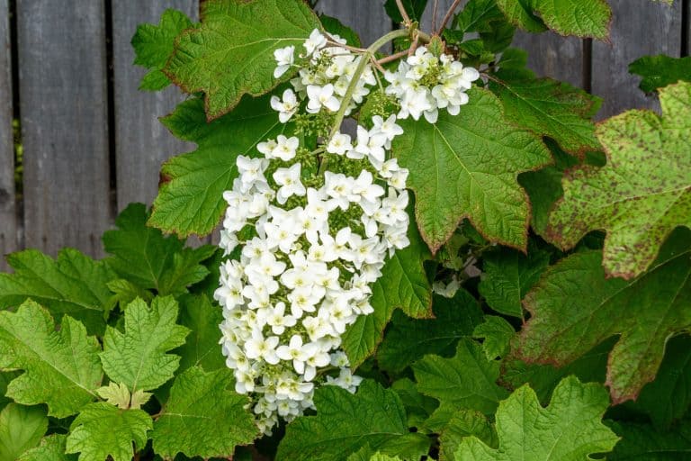 Large white cluster of tiny flower blooms on an Oakleaf Hydrangea growing against a wooden fence, 9 Best Low Maintenance Shrubs For The Front Of The House: Less Work, More Wow!