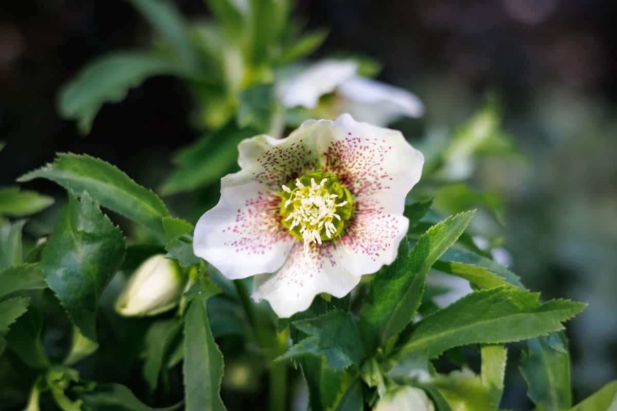 Lenten Roses blooming brightly at the garden