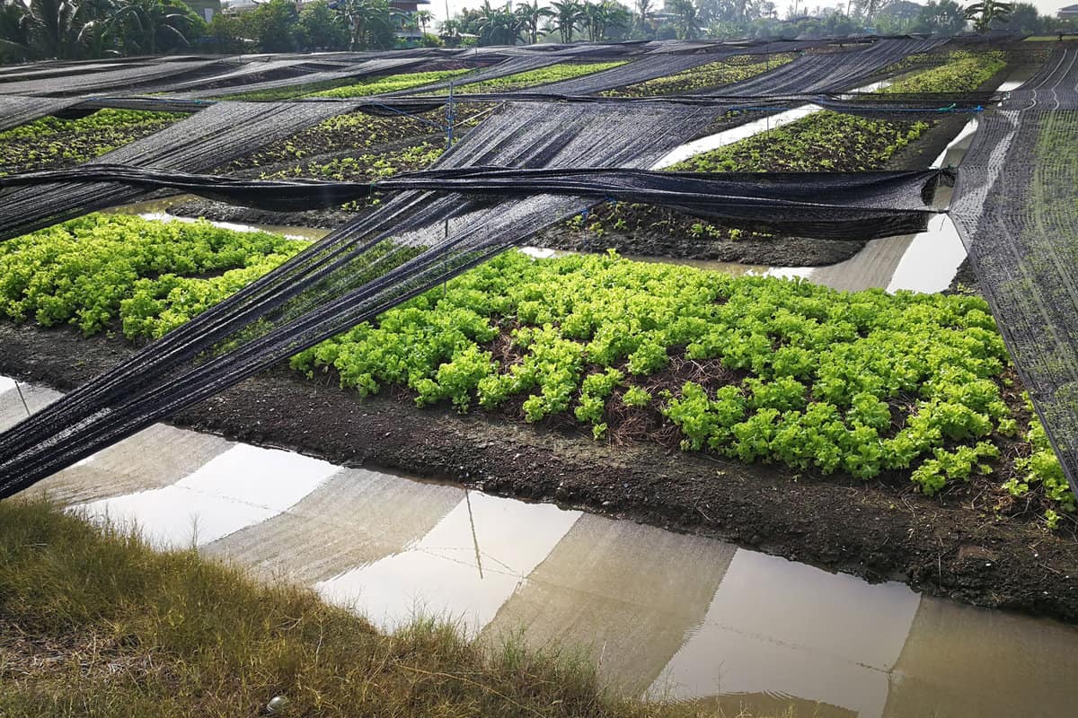 Lettuce, Vegetable cultivation and The Shading Net