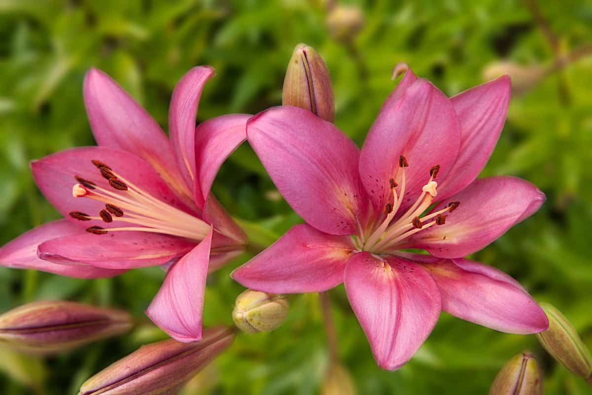 Lilium Pink pearl with gorgeous bright pink petals